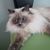 Amy Roberts's profile image