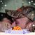 Jennifer N Nick Rose's profile image