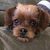 Susan Dotter's profile image