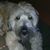 Tyke Hanisch's profile image