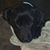 Carrie Webb's profile image