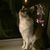 Sharon Strzegowski's profile image