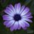 Lisa Chval Barcik's profile image