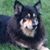 Elke Schmitt's profile image