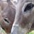 Dawn Rodgers's profile image