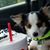 Cassiopia Fortier's profile image