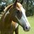 Charlee Dillard's profile image