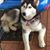 Lauree Moffett Houghlan's profile image