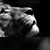 Dushnik Ari's profile image
