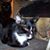 Rocky Phillips's profile image