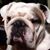 Michael Gehrum's profile image