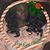 Shamayia Jackson's profile image