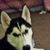 Suzy Smith's profile image