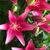 Mahwish Syed's profile image