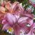 Cheryl Dylkowski's profile image