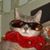 Rika Compton's profile image