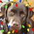 Dawn Gaudenti's profile image