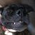 Shanar Durn's profile image