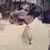 Sandy Patrick's profile image