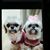 Shelly Liestman Becker's profile image