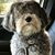 Lisa Wisdom's profile image