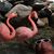 Sharon Hahn Lasky's profile image