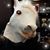 Nette Llama's profile image
