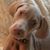 Sandy Bell Pound's profile image