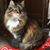 Gertie Himmelfarb's profile image