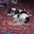 Cindy Batten-Pilnicki's profile image