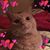 Peggy Haring's profile image