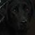 Amanda N Brenton Bernosky's profile image