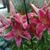 Janene Ball Rigney's profile image