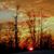 Tammy Runkel's profile image
