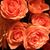 Eliz Carrillo's profile image