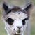 Curtis Sethe's profile image