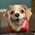 Jessie Accamando's profile image