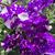 Melissa Pennington's profile image