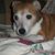Susie Sykes's profile image