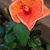 Dona Betsaida Gutierrez's profile image