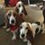 Susan Catt Lowe's profile image