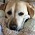 Anthony Ferrucci's profile image