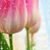 Rashida Morris's profile image