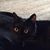 Rhonda Shaeffer's profile image