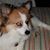 Joann Barbagallo-Dafeldecker's profile image