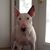 Nigel Hardiman Schmid-Gallardo's profile image