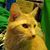 Carol Keasler's profile image