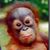 Iput Bleedonu's profile image
