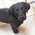 Josephine DiBisceglia's profile image