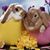 Sue Vaughn Burris's profile image